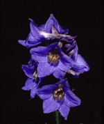 delphinium elatum